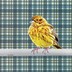Scotch Canary